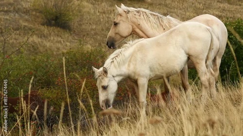 beautiful creamello wild horses grazing on top mountain, 1200m on Black sea. close up