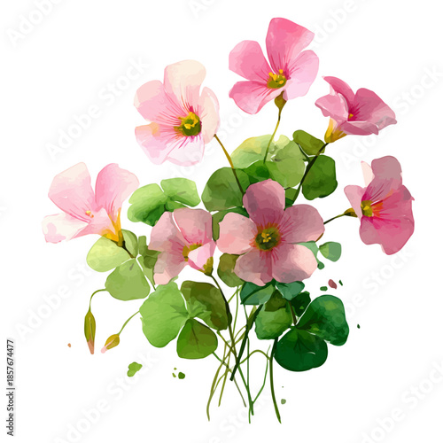 Oxalis, watercolor painting vector, isolated on a white background.