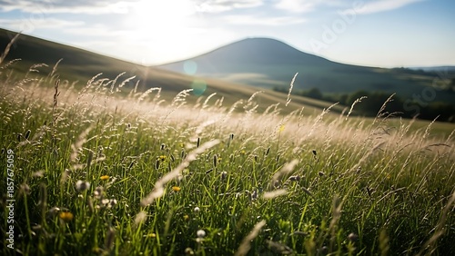 Serene landscape with rolling hills and wildflowers