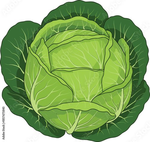 Fresh green cabbage head vector illustration with detailed leaves isolated on a white background for grocery, culinary, and healthy nutrition design.