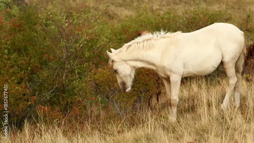 beautiful creamello wild horses grazing on top mountain, 1200m on Black sea. close up