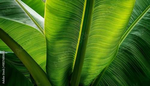 close up of a large banana leaf