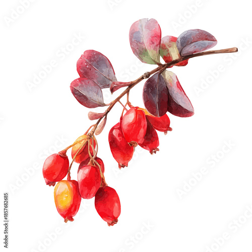Tableau sur toile Barberry, watercolor drawing vector, isolated on a white background