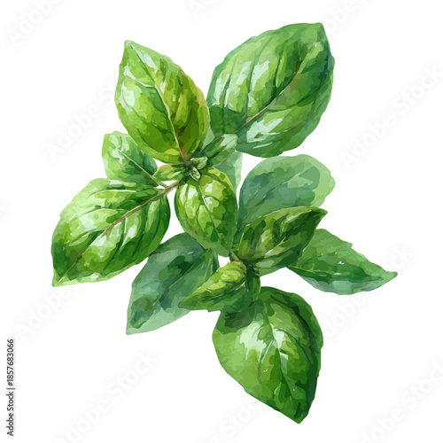 watercolor vector of Basil, isolated on a white background.