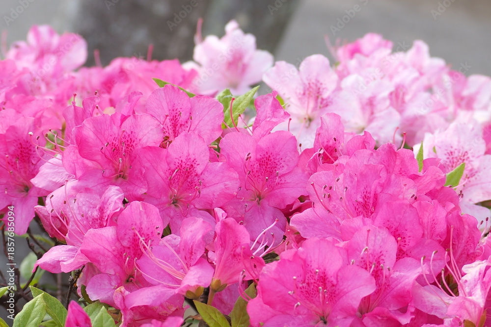 Obraz premium 植物 花 公園 ５月 夕方