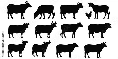 Collection of Black Silhouettes of Cows and One Chicken on White Background animal livestock
