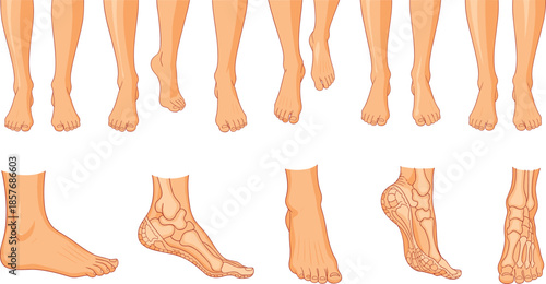 Human legs and feet anatomy vector illustration showing male and female lower limbs from multiple front and side views