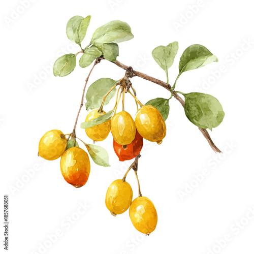 Cornelian Cherry, watercolor illustration vector, isolated on a white background.