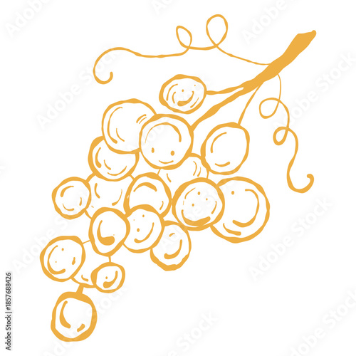 Grape cluster, winery fruit illustration. Yellow vineyard grapes bunch, vector. Grapes on vine, food and wine graphic