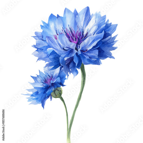 watercolor of Cornflower Bachelors Button, vector, isolated on a white background.