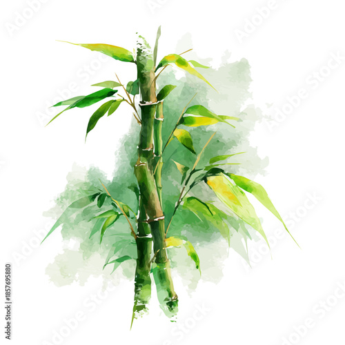 Lucky Bamboo, watercolor illustration vector, isolated on a white background.