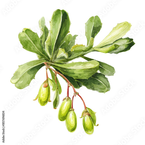 Mistletoe Cactus, watercolor drawing vector, isolated on a white background.