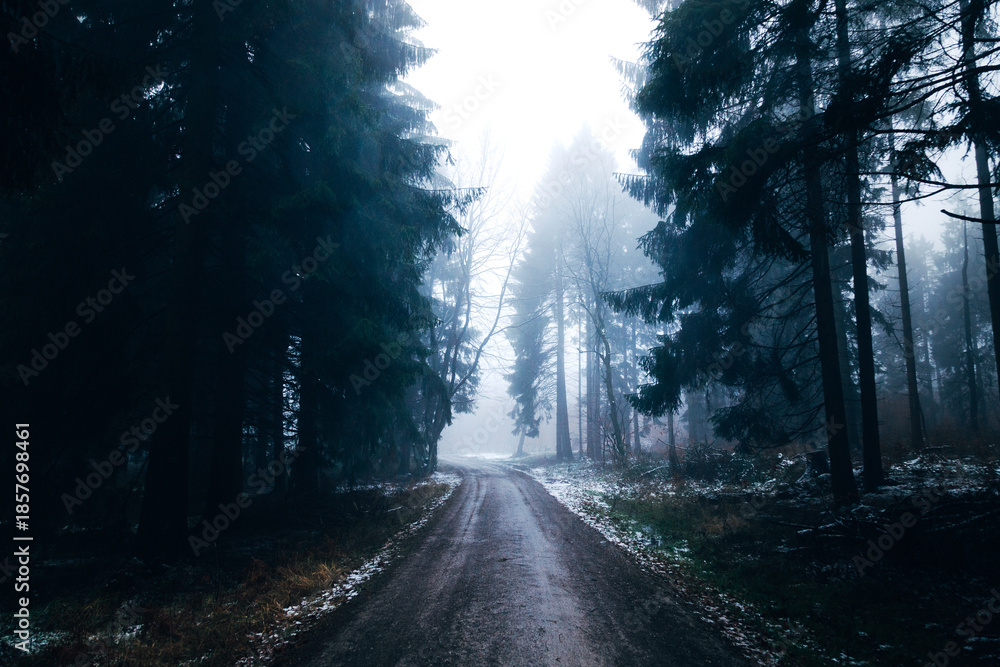 Obraz premium Mystical Foggy Forest in November, Atmospheric Woodland Landscape with Dense Mist in Natural Autumn Light