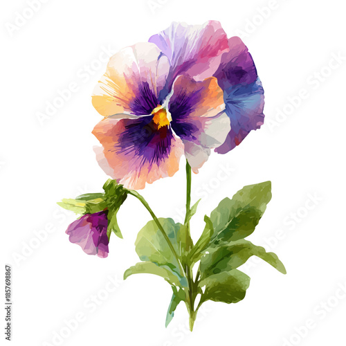 Pansy Flower, watercolor painting vector, isolated on a white background.