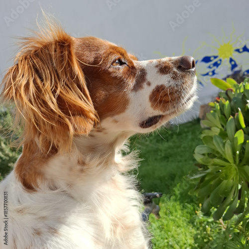 Spaniel breton