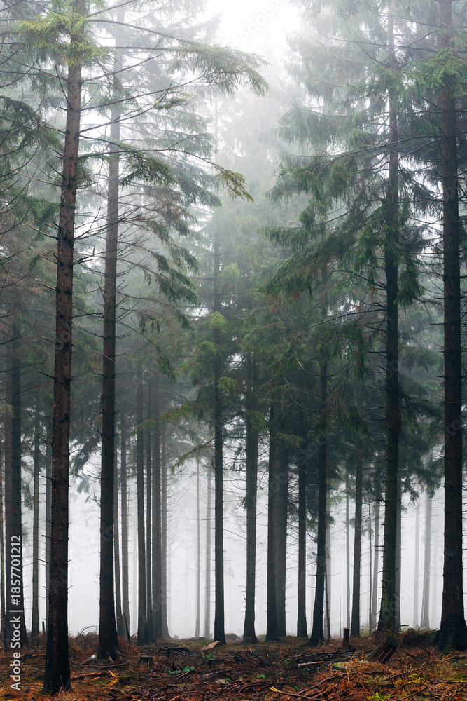 Obraz premium Mystical Foggy Forest in November, Atmospheric Woodland Landscape with Dense Mist in Natural Autumn Light