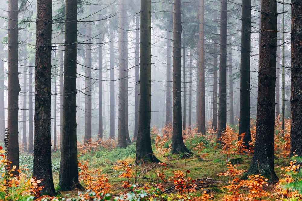 Obraz premium Mystical Foggy Forest in November, Atmospheric Woodland Landscape with Dense Mist in Natural Autumn Light