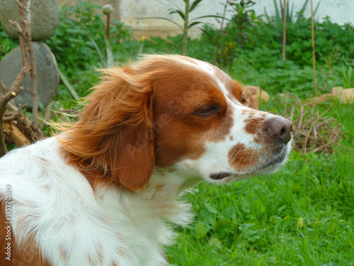 Spaniel breton