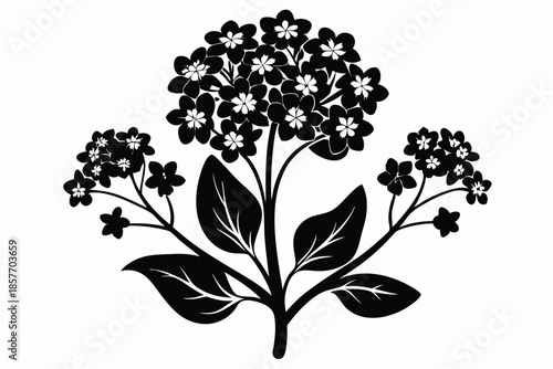 alyssum silhouette line art vector illustration