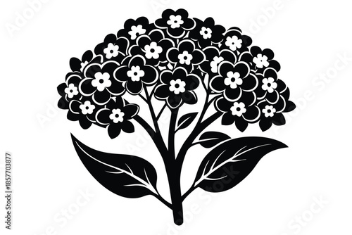alyssum silhouette line art vector illustration