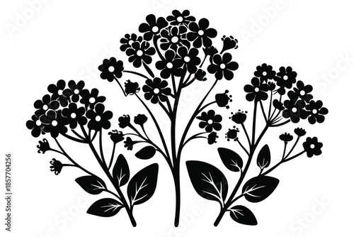 alyssum silhouette line art vector illustration