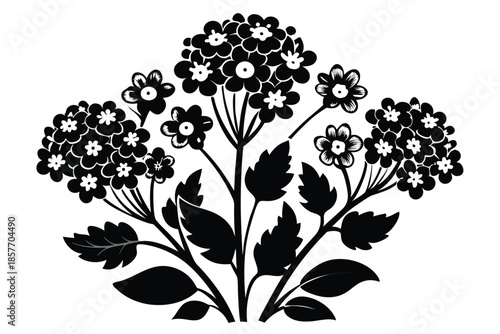 alyssum silhouette line art vector illustration