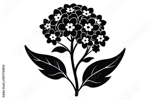 alyssum silhouette line art vector illustration
