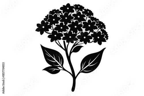 alyssum silhouette line art vector illustration