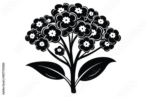 alyssum silhouette line art vector illustration