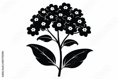 alyssum silhouette line art vector illustration