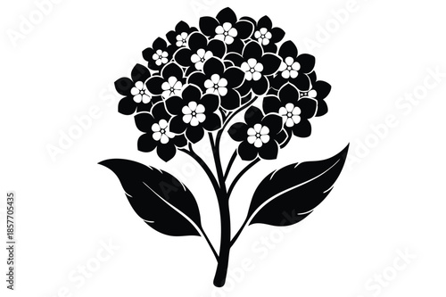 alyssum silhouette line art vector illustration