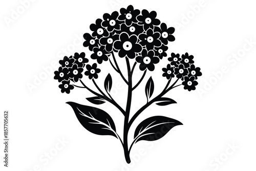 alyssum silhouette line art vector illustration