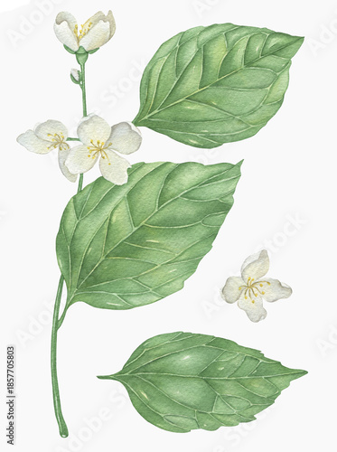 Watercolor flowers and branches Jasmine isolated on a white background.