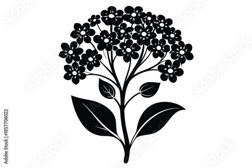 alyssum silhouette line art vector illustration