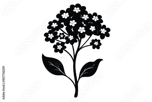 alyssum silhouette line art vector illustration
