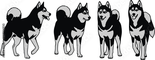 Husky dog illustration set showing walking poses in black and white vector style animal design collection