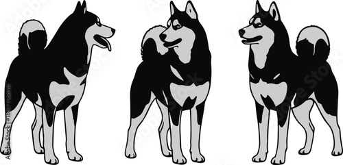 Husky dog silhouette illustration set, standing poses, black and white canine design, animal vector art