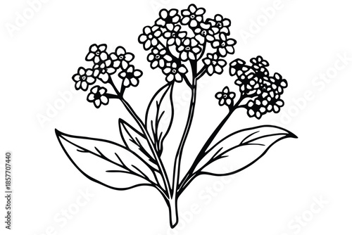alyssum silhouette line art vector illustration