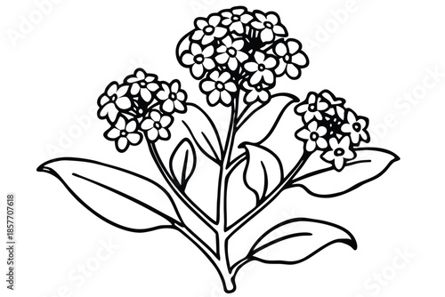 alyssum silhouette line art vector illustration