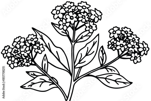 alyssum silhouette line art vector illustration