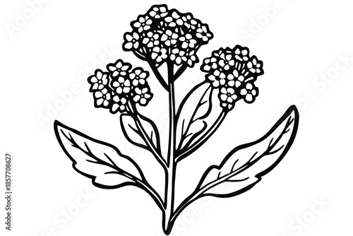alyssum silhouette line art vector illustration