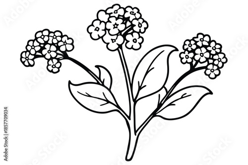 alyssum silhouette line art vector illustration