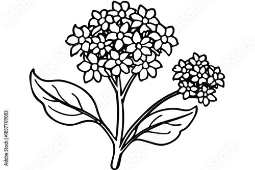 alyssum silhouette line art vector illustration