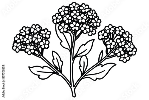 alyssum silhouette line art vector illustration