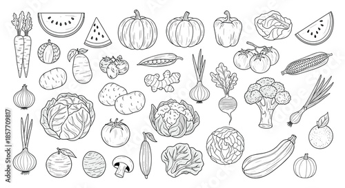 A large collection of various fresh farm vegetables illustrated in a detailed black and white hand-drawn sketch or engraving style.