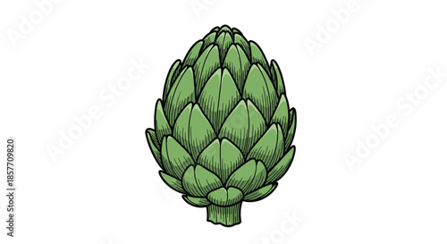 A single fresh green artichoke illustrated in a detailed, colorful vintage engraving style, showcasing its layered leaves and texture.