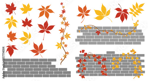 Colorful autumn maple leaves and climbing ivy vines displayed on gray brick walls for seasonal decorative concepts.