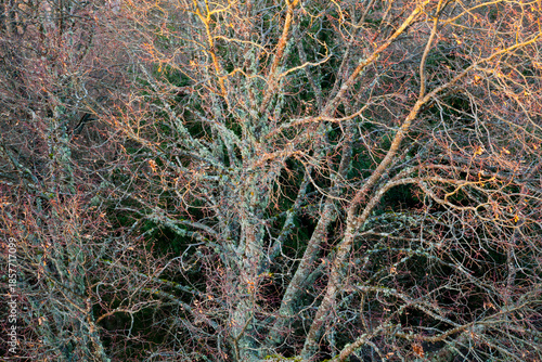 ARBRE DANS L'EST DE LA FRANCE EN HIVER AVEC LUMIÈRE DE FIN DE JOURNÉE_vue de haut