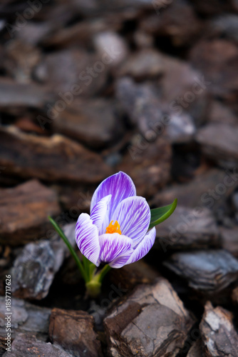 Single purple-striped white crocus blooming through bark mulch. Delicate spring flower stands alone against natural background, symbolizing the first signs of spring emerging from the ground.