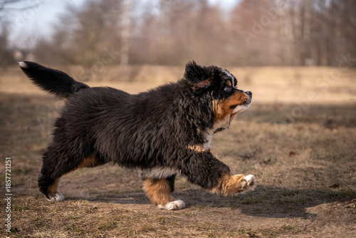 Szczeniak rasy berneński pies pasterski biegnie po łące